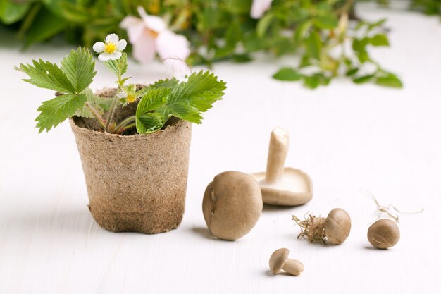 Sprout of strawberry and mushrooms