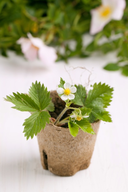 Sprout of strawberry