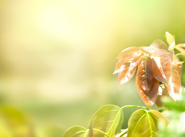 背景をぼかした写真の木の新芽