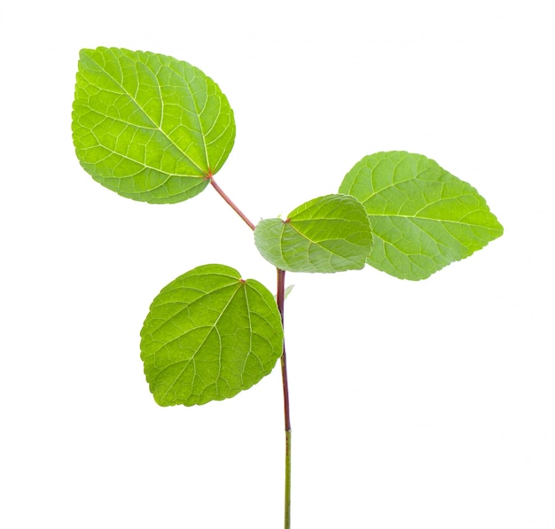 Sprout on white wall