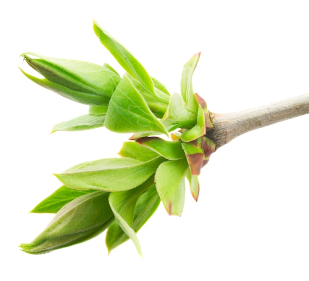 Sprout with new green buds isolated on white space