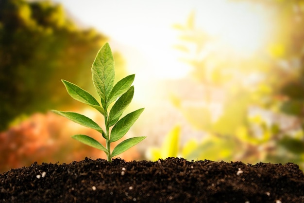 The sprout of a young plant in the ground. Side view. Copy space