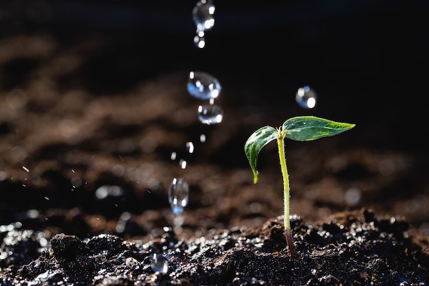 Sprout of a young plant in the rain