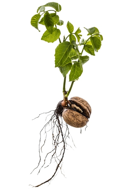 Sprout of a young walnut isolated on white background