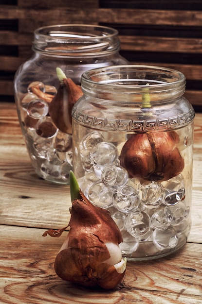 Sprouted bulbs plants