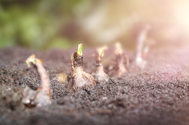 Photo sprouted bulbs in the soil at sunset closeup