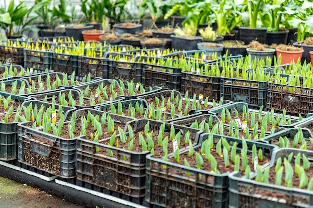 Foto bulbi germogliati di tulipani e narcisi su scala industriale