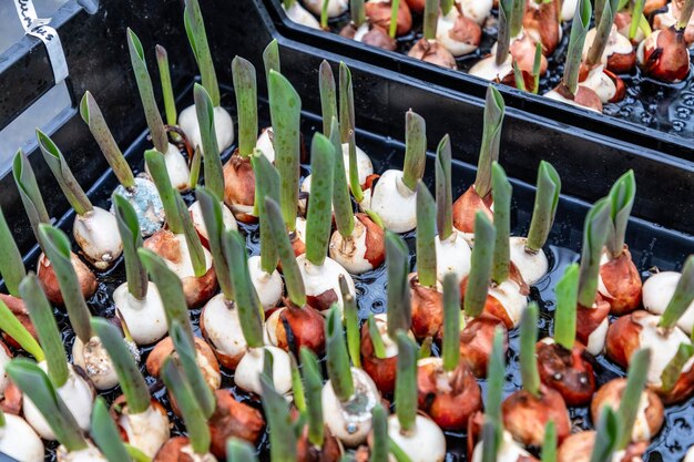 Foto bulbi germogliati di tulipani e narcisi su scala industriale
