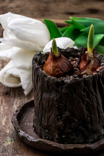 Sprouted bulbs tulips