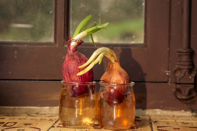 Sprouted bulbs on the windowsill