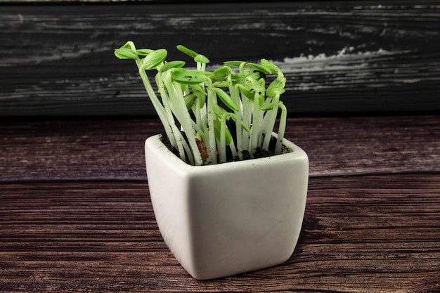 Sprouted cucumber seeds in a white pot.