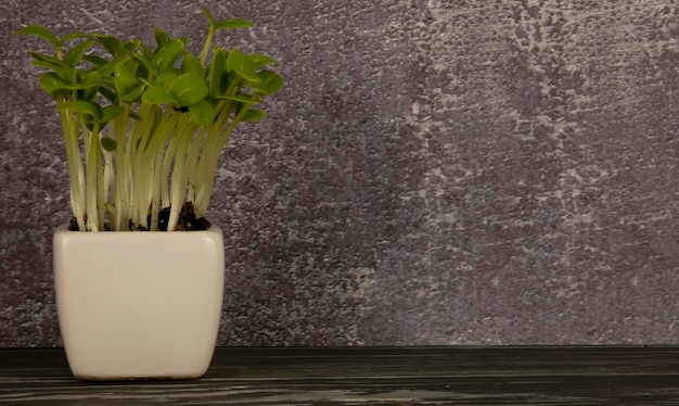 Photo sprouted cucumber seeds in a white pot.