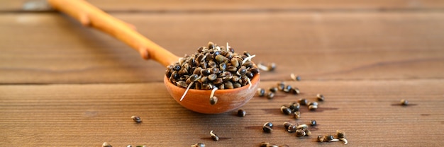 Sprouted food hemp seeds in a wooden spoon on a wooden background. banner