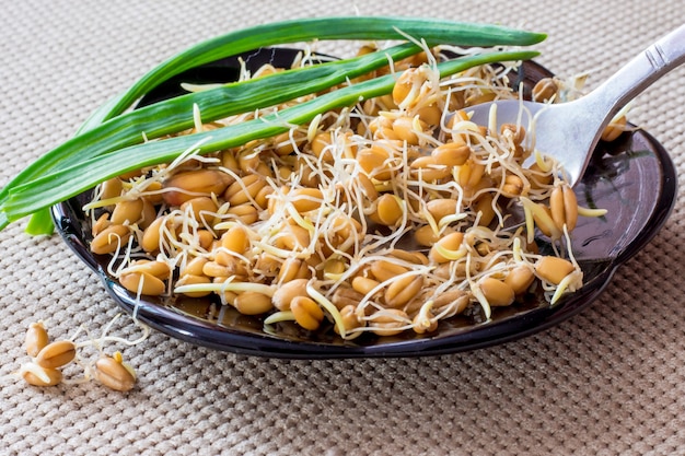 Sprouted grains of wheat