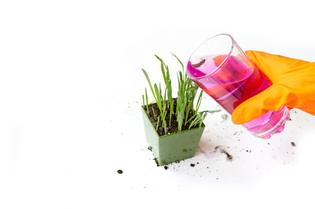 Sprouted green grass, oats. Watering the flowerpot with a fertilizer solution. Pink liquid in a glass.