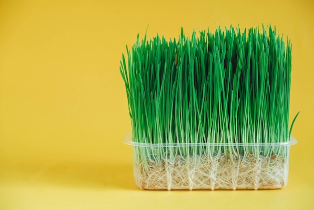 Sprouted green grass in a transparent plastic container on a yellow background