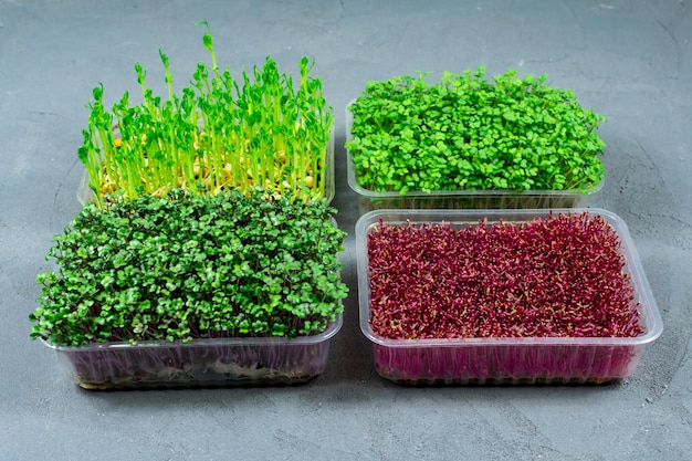 Sprouted microgreens of amaranth red cabbage radishes Germinating microgreen seeds at home Vegan and healthy food concept
