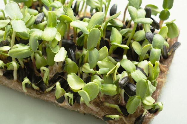 Sprouted microgreens of sunflower Superfood is grown at home Macro photo closeup