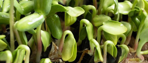 Sprouted microgreens of sunflower Superfood is grown at home Macro photo closeup