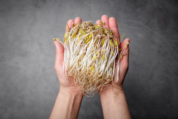 灰色の背景の上の手で発芽した緑豆