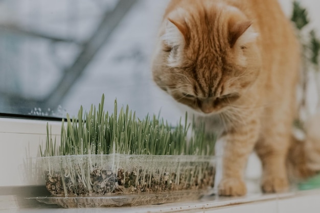 容器の中の発芽オーツ麦と窓辺の赤い猫