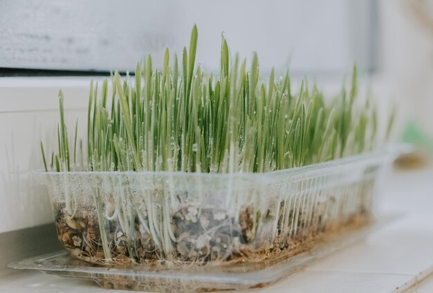 Sprouted oats in a container on the windowsill