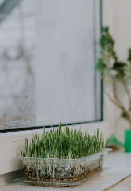 Sprouted oats in a container on the windowsill