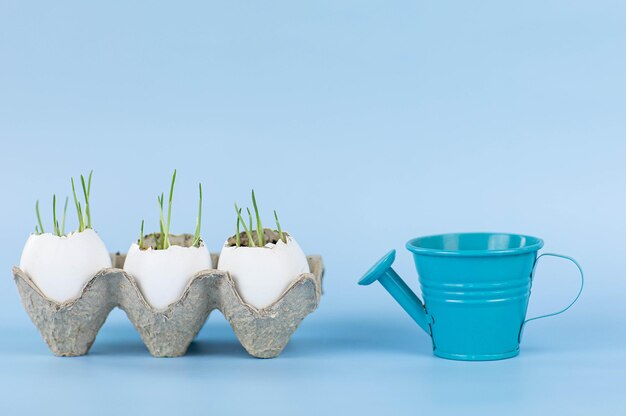 sprouted oats in eggshells in natural egg packaging next to a blue watering can on a blue background