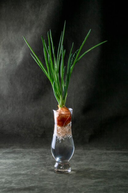 Photo sprouted onion in a glass vase on a dark background