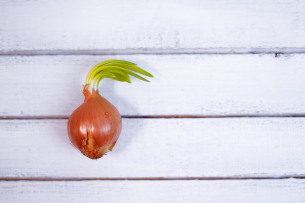 Photo sprouted orange onion and not planted in soil, closeup on wood backround