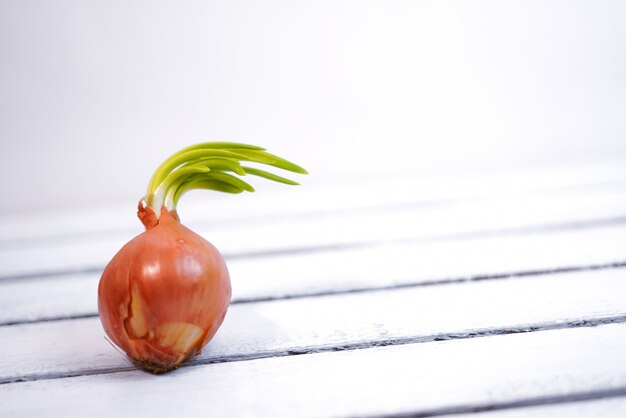 Photo sprouted orange onion and not planted in soil, closeup on wood backround