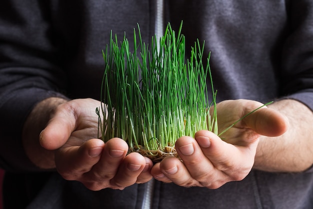 Photo sprouted organic wheat in farmers hands