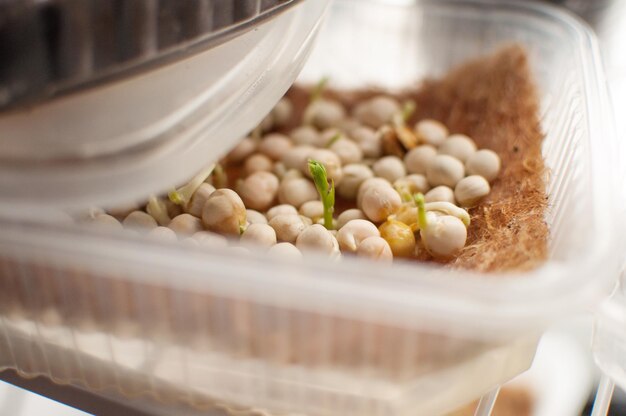 Photo sprouted pea seeds in a container