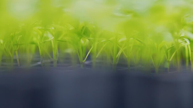 Sprouted peppers. Potted Peppers Seedlings Green Leaves Paprika.