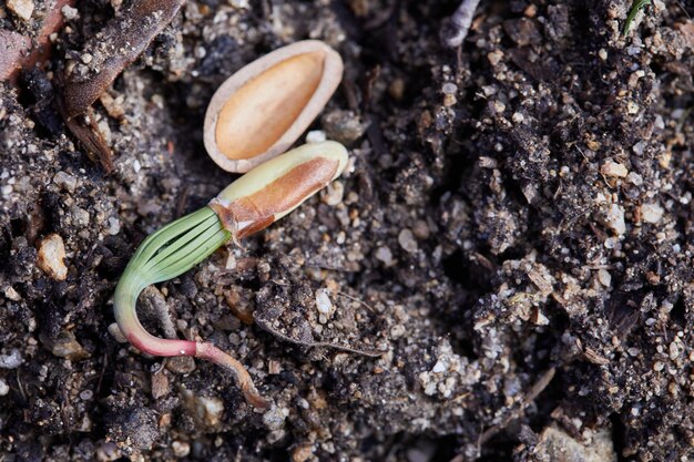 Photo sprouted pine nut on earth