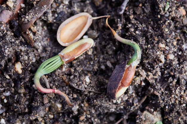 Photo sprouted pine nuts on earth