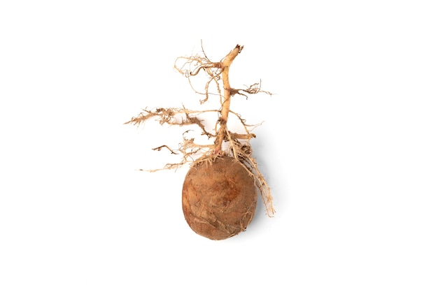 Sprouted potatoes isolated