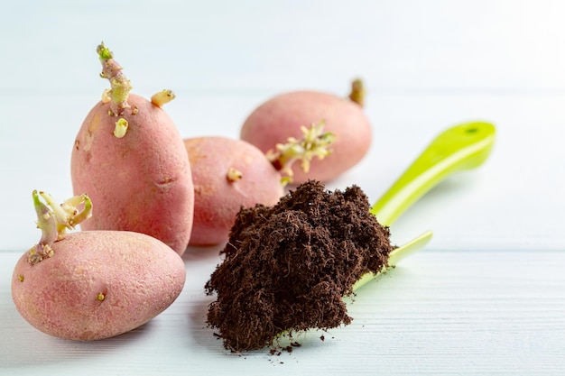 Sprouted potatoes and soil for planting