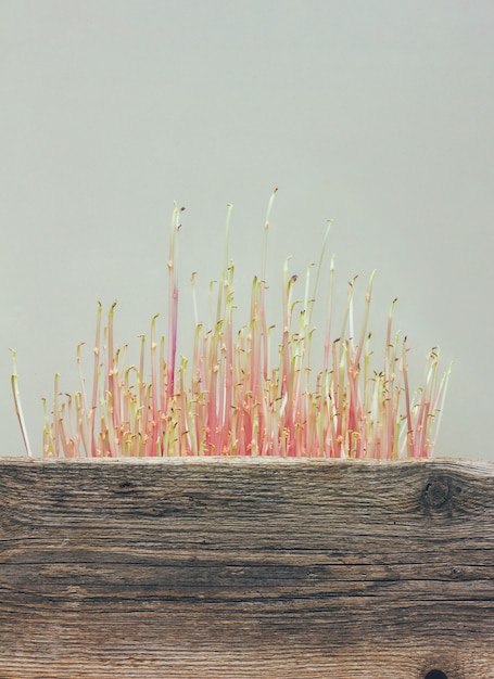 Sprouted potatoes in a wooden box with copy space