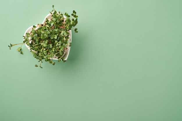 緑の背景にハート型のプレートで発芽大根マイクログリーン。上からの眺め。健康的な食事、ダイエット、アースデイのコンセプト。