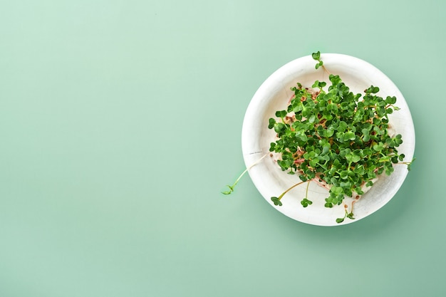 Sprouted radish microgreens in white ceramic plate on green