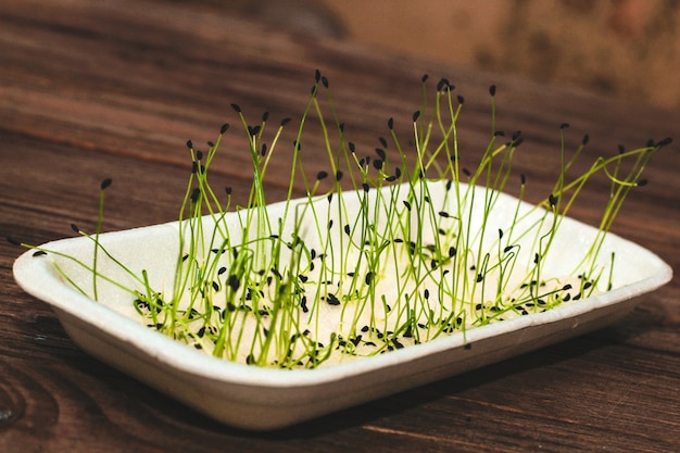 Semi di cipolla schnitt germogliati per la salute e la dieta. microgreen in casa.