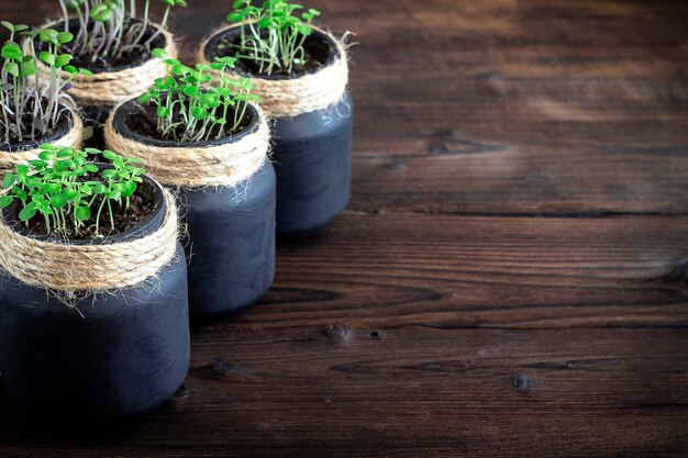 sprouted seeds in jars on a wooden background