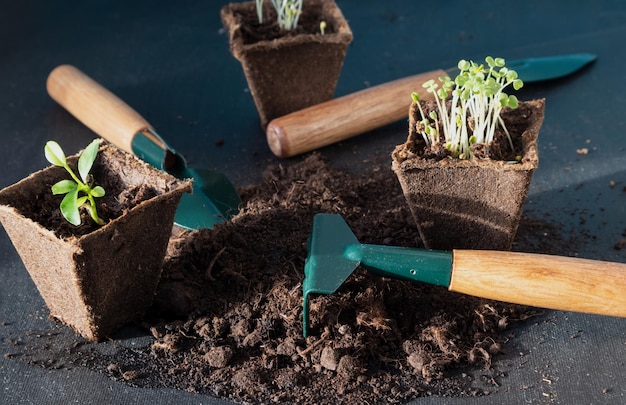 Sprouted seeds in a peat pot ready for planting for the greenhouse Spring background Seedlings of vegetables and fruits