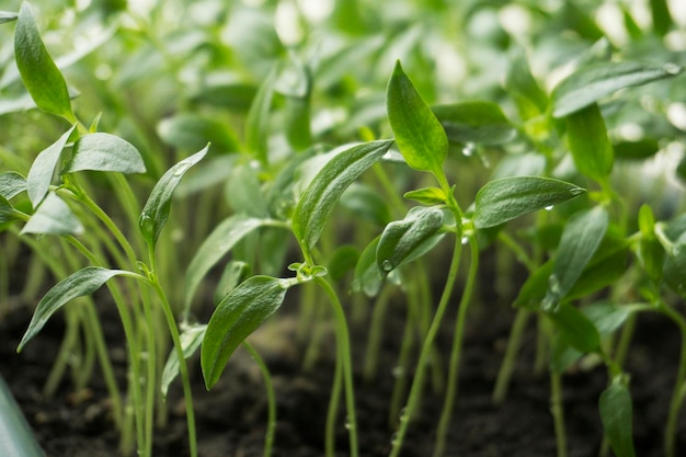 Sprouted sprouts of bell pepper