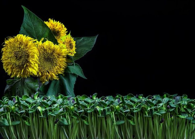 Sprouted sunflower seeds closeup