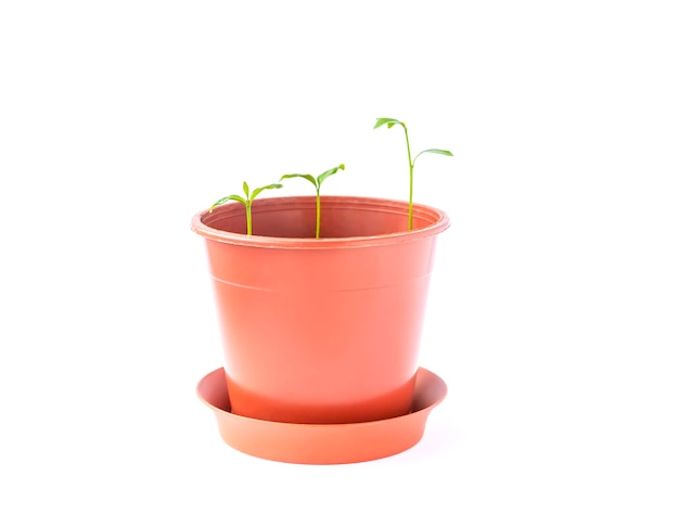 Sprouted tangerines in a floral pot close up on a white background Mandarinn young green plants