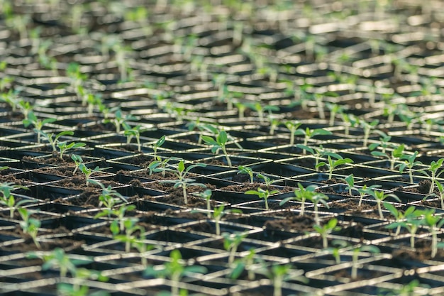 Sprouted Tomato. Potted Tomato Seedlings Green Leaves.