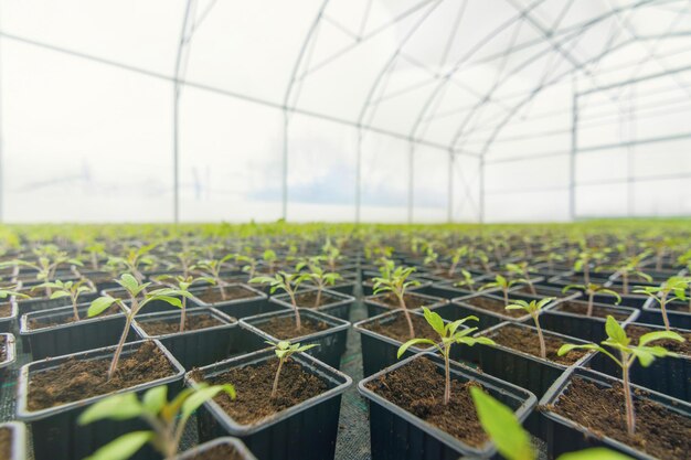 発芽トマト。鉢植えのトマト苗緑の葉。