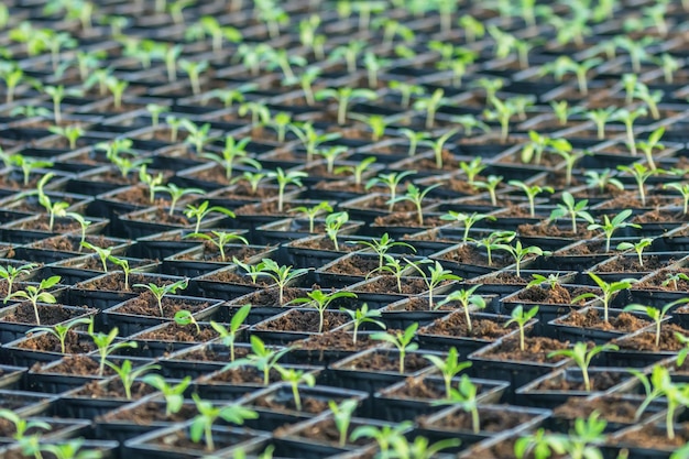 Sprouted Tomato. Potted Tomato Seedlings Green Leaves.